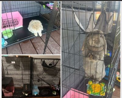 Delilah & Pineapple - Female Young Rabbit for Adoption