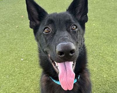 HUGO - German Shepherd Dog Male Puppy for Adoption