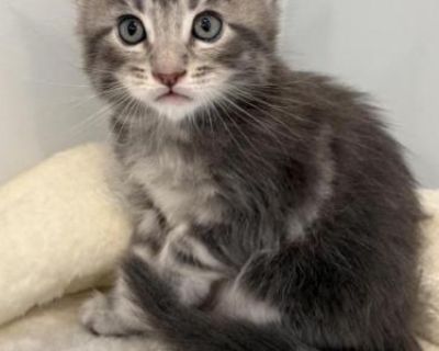 Simba - Maine Coon Male Kitten For Sale