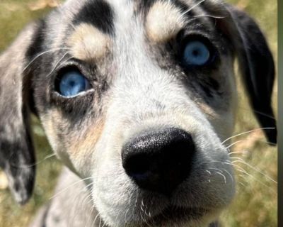 Jewel - Catahoula Leopard Dog Mix Female Puppy for Adoption