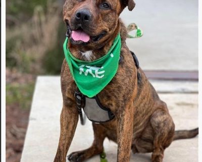 Shayleen - Rottweiler & Pit Bull Terrier Mix Female Dog for Adoption