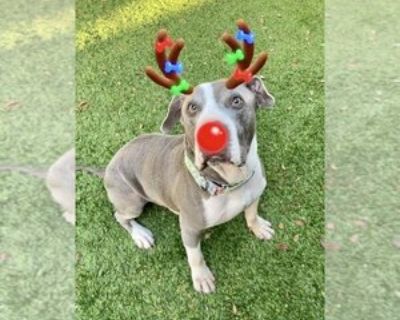 Senior * Location Marathon, FL, 33050 USA USA *. Posted Breed: American Pit Bull Terrier / Mixed (short coat). Tommy is an active senior who loves walks, hard chew toys, and cuddles. He prefers women, but gaining confidence around men. He needs someone who understands his needs and willing to go slow to make him feel safe. No cats. High prey drive Physical Attributes Eye Color: Gray Ear Type: D...