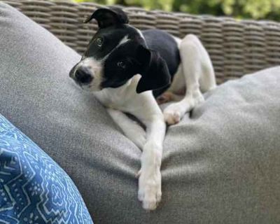 Mya - Labrador Retriever/Beagle Mix Female Puppy for Adoption