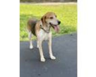 Adopt Bandit a Tan/Yellow/Fawn - with White Hound (Unknown Type) / Beagle /
