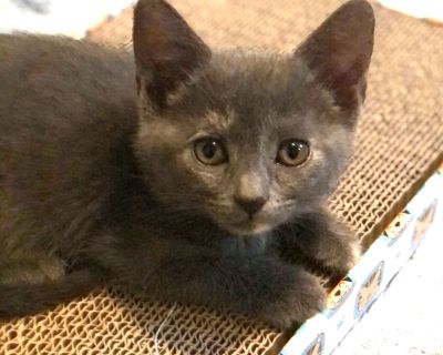 Hi, I'm Yemi. When we were about five weeks old, my three sisters and I were all stuffed in a carrier and abandoned on the PCH. Luckily, we were rescued and brought to SBACC. We then went to a foster home where we got lots of TLC. The four of us look very much alike, so we are all wearing different color collars. Mine is black and hard to see. My foster Mom says I'm a true lap cat and an absolu...