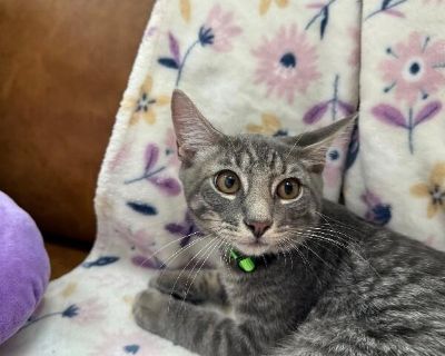 Collins Clark - Domestic Short Hair & Tabby Mix Male Cat for Adoption