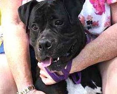 Diesel - Foster or Adopt Me! - Boxer/American Staffordshire Terrier Mix Male Dog for Adoption