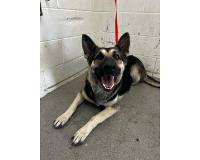 ZENITH - German Shepherd Dog Female Dog for Adoption