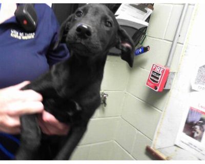 TOBLERONE - Labrador Retriever Male Puppy for Adoption