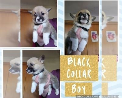 Black - Pembroke Welsh Corgi Male Puppy for Sale