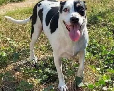 Nova - Mixed Breed Female Dog for Adoption