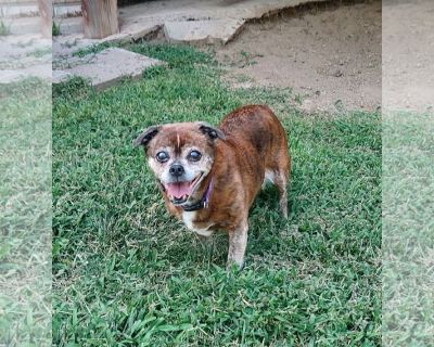 Lady - Frenchie Pug Female Adult Dog for Adoption