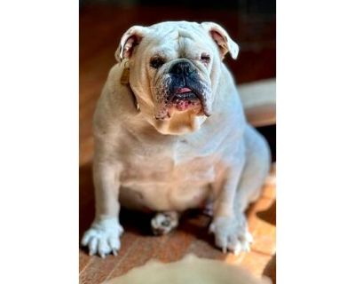 Fergie - English Bulldog Female Dog for Adoption