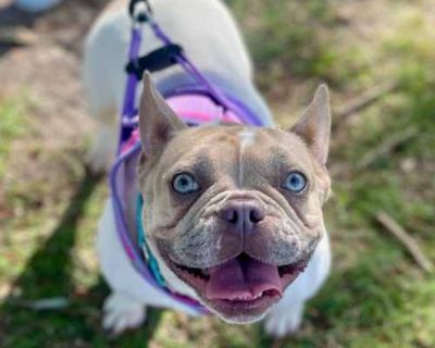 Iris - French Bulldog Female Dog for Adoption
