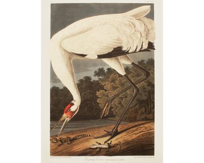 1990s Whooping Crane After Audubon, Large Cottage Print