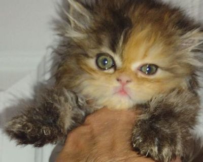 Himalayan and Persian kittens