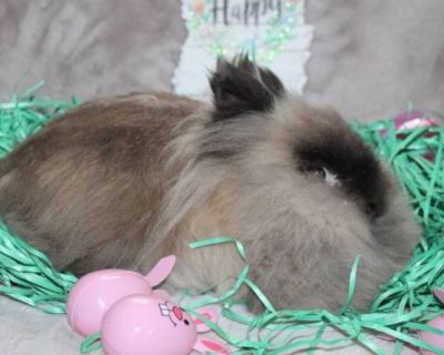 Siamese lionhead bunny! For kids