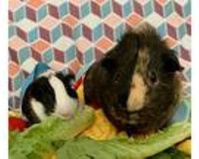 Bronco & Dawson, Guinea Pig For Adoption In Tujunga, California