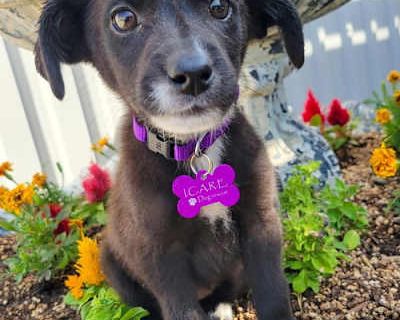 Sparkles - Border Collie/Labrador Retriever Mix Female Puppy for Adoption
