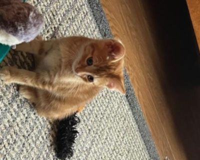 Ellie is one of five siblings. We are hoping to adopt them in pairs. They are friendly, affectionate and playful. Their personalities match their beautiful tiger markings.. Characteristics Affectionate, Gentle, Quiet, Friendly Coat length Short House-trained Yes Health Special needs.. Kitten Male Medium