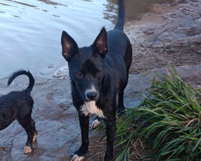 Keith - Australian Cattle Dog / Blue Heeler & Australian Kelpie Mix Male Dog for Adoption