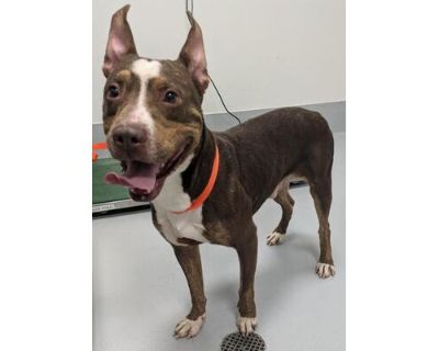 Radar 1295-24 - American Pit Bull Terrier/Mixed Breed (Medium) Mix Male Dog for Adoption