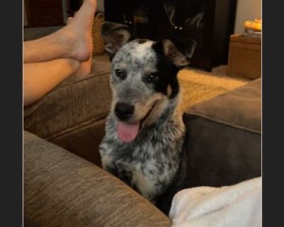 Que - Male Puppy Australian Cattle Dog for Adoption