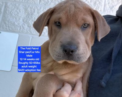 The Fold Patrol - Shar-Pei & Black Mouth Cur Mix Male Puppy for Adoption