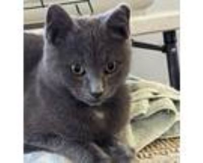 Russian Blue Kittens for Sale - Russian Blue Kittens for Adoption