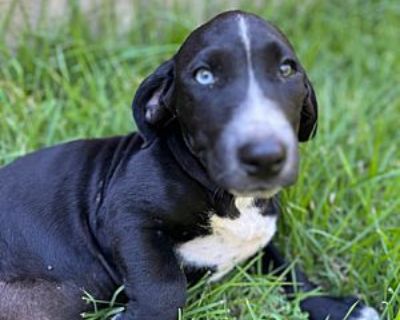 Rome - Basset Hound/Husky Mix Male Puppy for Adoption