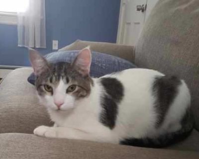 Calvin - Domestic Short Hair Mix Male Cat for Adoption