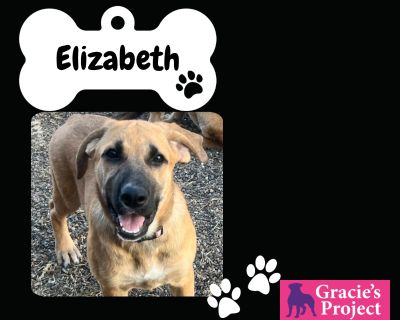 Elizabeth - German Shepherd Dog Mix Female Dog for Adoption