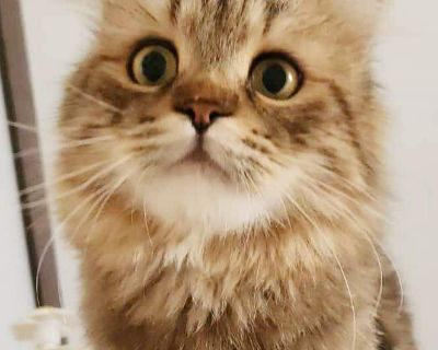 Mars is a mushball and simply spectacular! - Persian & British Shorthair Mix Male Cat for Adoption