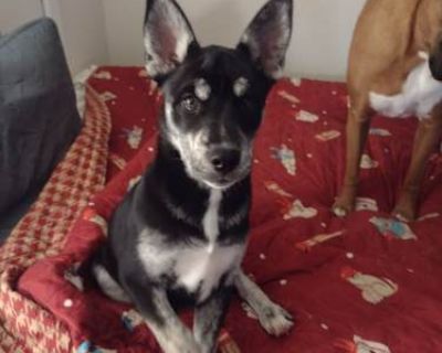 Tinker - Husky/English Bulldog Mix Female Puppy for Adoption