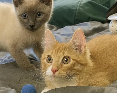 Rosalie and Emmett are a deeply bonded pair who found each other after both were rescued from the shelter euthanasia list. Though they aren t siblings, their connection is undeniable they ve become inseparable companions who bring comfort and joy to one another. Emmett, a male Siamese mix born 8/15/25, is playful, affectionate, and full of life. He s the confident one of the duo and helps Rosal...