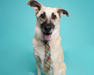 Yeti - Anatolian Shepherd Male Dog for Adoption