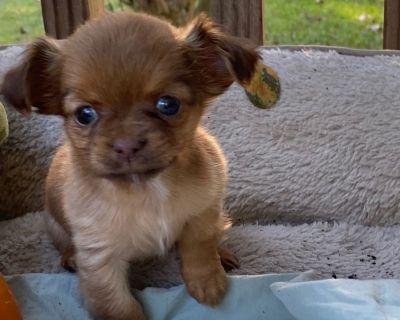 Sweet tiny girl. She is well-behaved, quiet and working on house training. She is VERY tiny and easy to pick up and carry. She likes to snuggle next to you and is a fantastic dog overall.. Alert, devoted, aggressive