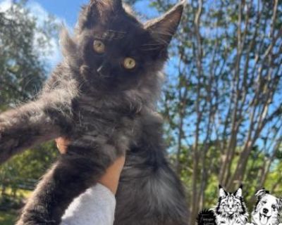 Show quality. Breeding not allowed. Registered. Kittens are given a 1 year health guarantee if contract is followed. First round of vaccine record will be provided. Our kittens are Tica registered & will receive registration paperwork once you have provided neutering information from your veterinary- shot records. I do NOT sell breeding right for our kittens. Hey all you cool cats & kittens!! W...