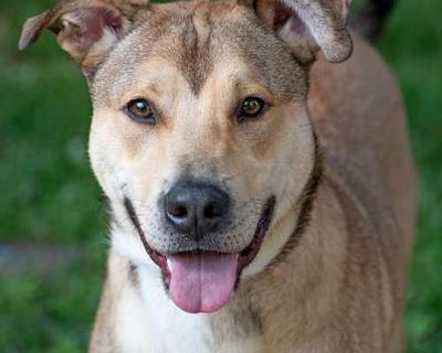 Brisco - Husky/Shepherd (Unknown Type) Mix Male Dog for Adoption