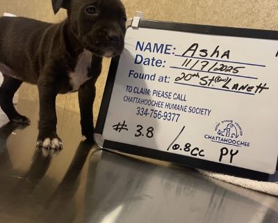 Health Vaccinations up to date.. Puppy Female Medium Black