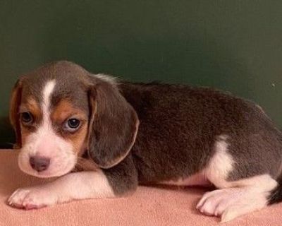 Beagle Puppies For Sale In Nj - l2sanpiero