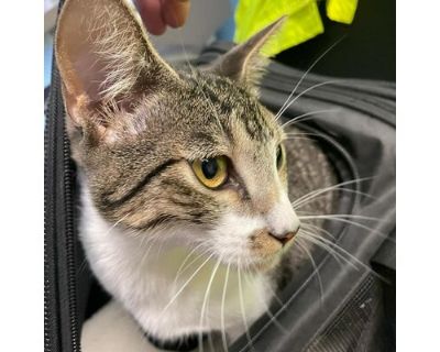 Oliver - Devon Rex Male Cat for Adoption