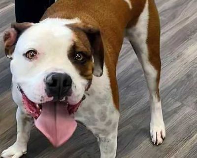Oliver - American Bulldog/Boxer Mix Male Dog for Adoption
