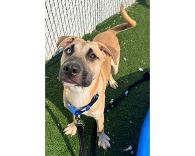 Prince Charming - German Shepherd Dog/Mixed Breed (Medium) Mix Male Dog for Adoption