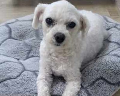 Dasom - Poodle (Miniature) Female Dog for Adoption