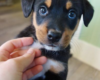 Meet the Virtue Litter! These sweet babies came from a family who reached out for help as they wanted to make sure they all went to the best homes! Their mom was a 25-30lb mix breed, possibly some beagle or min pin, and the dad was a 25-30lb Beagle. We are good with dogs, cats, and kids! We estimate they will most likely be 30lbs or under full grown! They will be ready to go home early December...