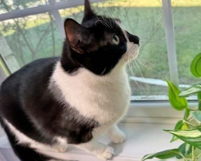 Tonks Kitty - Domestic Short Hair & Tuxedo Mix Female Cat for Adoption