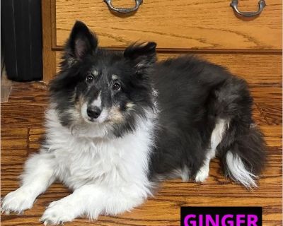 GINGER is a 7 year old, tricolor, female sheltie. She came to rescue when her elderly owner was unable to provide her with the care she needed. She has been over fed and is very over weight (35+) and should be under 20#. She will be seeing our Vet for evaluation and some other less critical issues before she will be available for adoption. Once, on her way to a health, someone will be very luck...