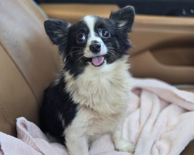 Characteristics Affectionate, Curious, Friendly, Funny, Gentle, Loves, Loyal, Playful, Quiet Coat length Medium. Adult Female Small