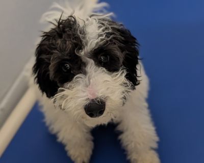 Characteristics Awaiting Spay neuter before adoption at HSDC, Coming Soon for Adoption, Has Done Well With Other Dogs, Mill Discard Health Vaccinations up to date.. Puppy Female Medium Gray / Blue / Silver